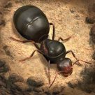 The Ants Underground Kingdom مهكرة